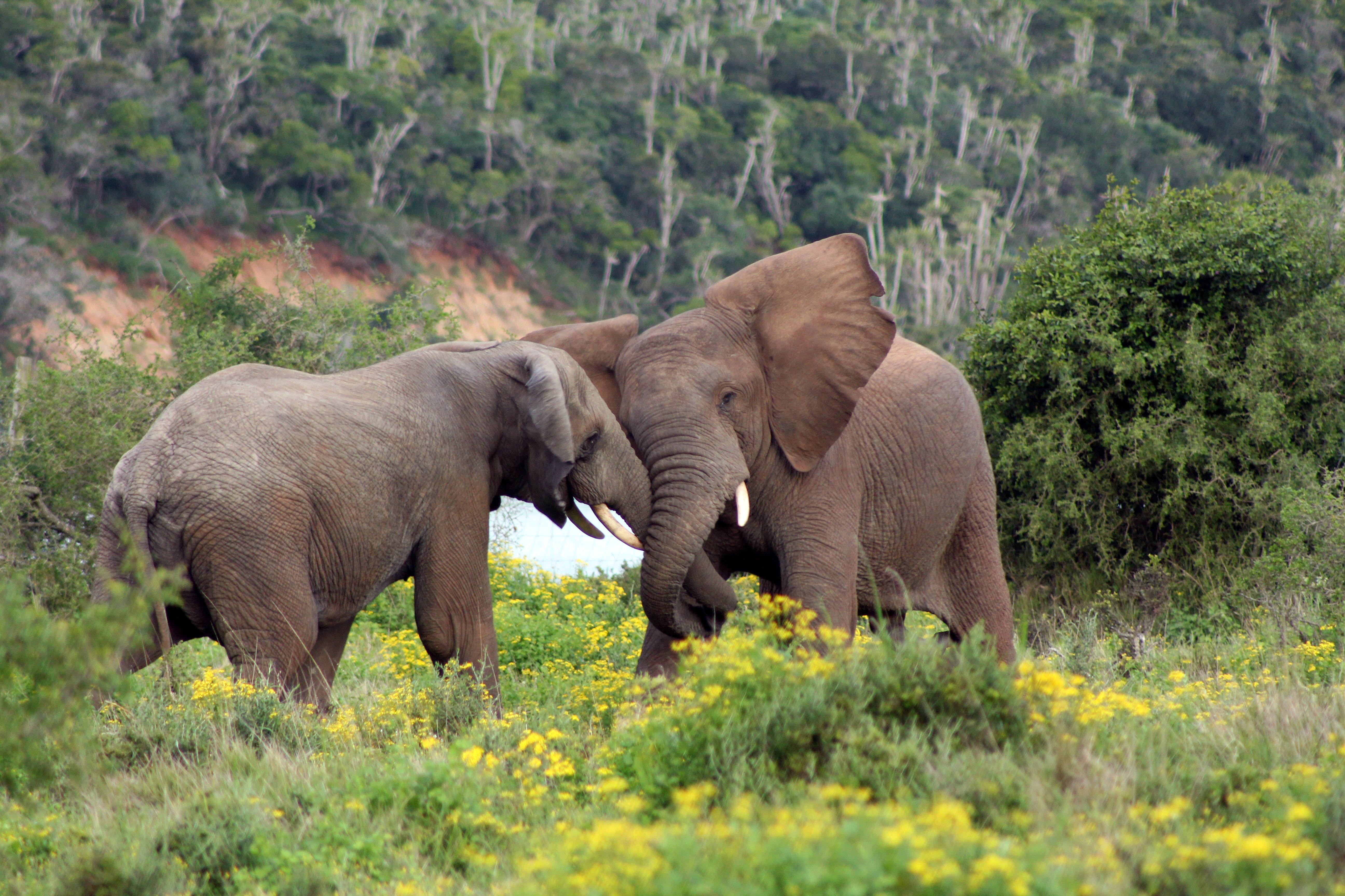 Sibuya Game Reserve And Lodge Kenton on Sea Ngoại thất bức ảnh