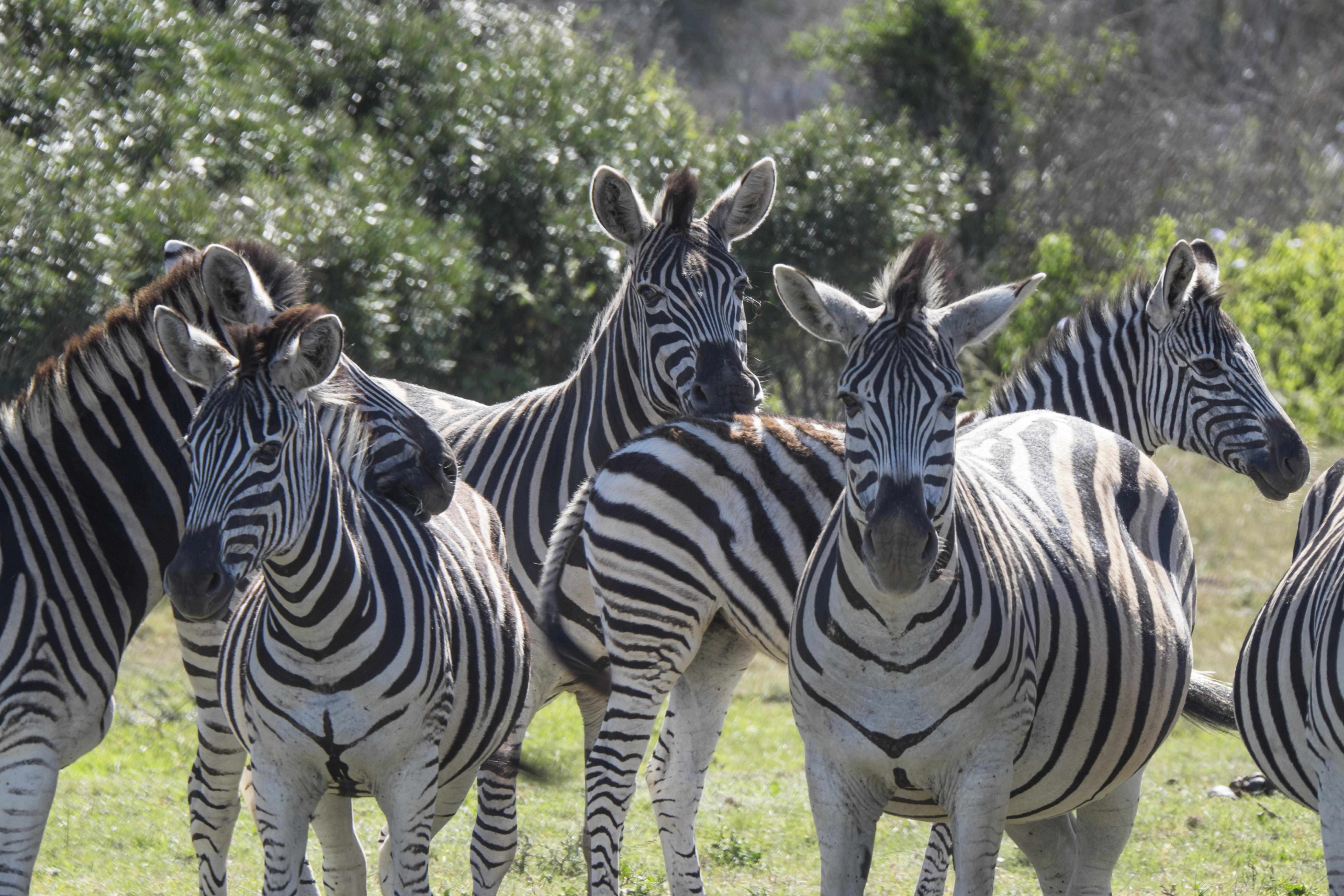 Sibuya Game Reserve And Lodge Kenton on Sea Ngoại thất bức ảnh