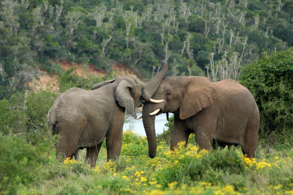 Sibuya Game Reserve And Lodge Kenton on Sea Ngoại thất bức ảnh
