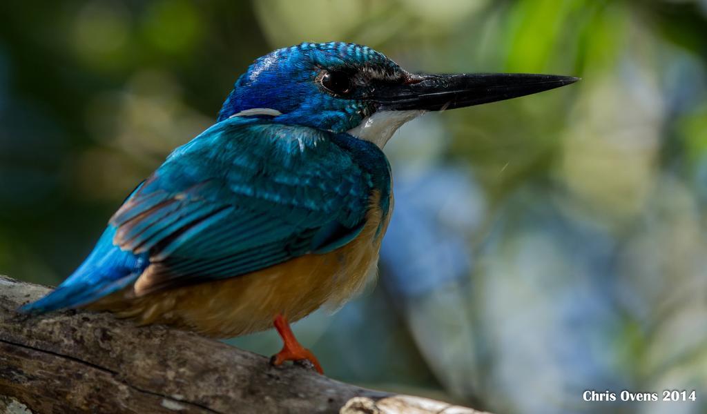 Sibuya Game Reserve And Lodge Kenton on Sea Ngoại thất bức ảnh
