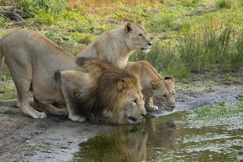 Sibuya Game Reserve And Lodge Kenton on Sea Ngoại thất bức ảnh