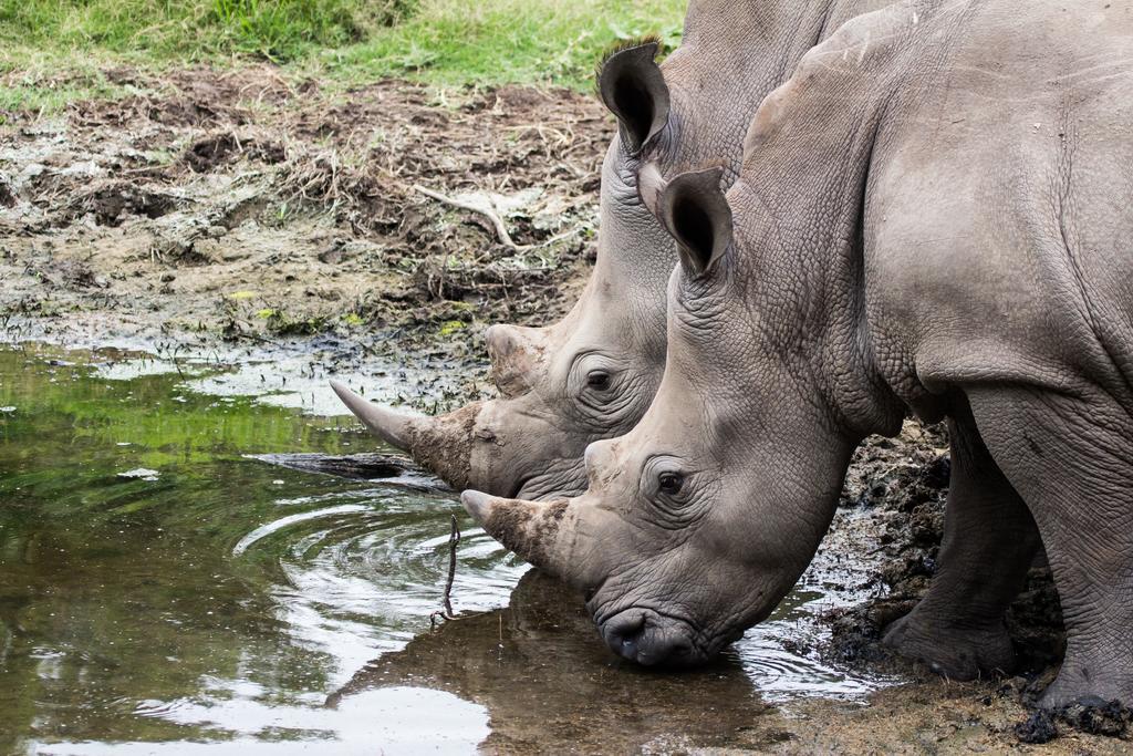 Sibuya Game Reserve And Lodge Kenton on Sea Ngoại thất bức ảnh